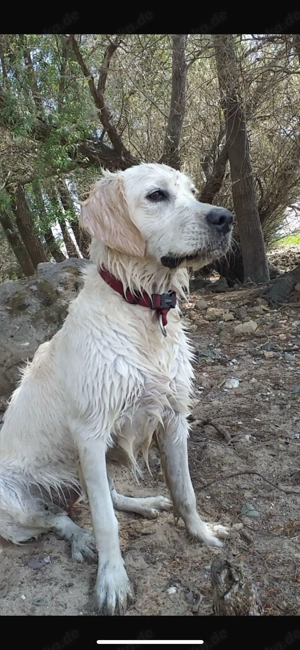 Goldendoodle abgabe 8. Dezember kleiner Rüde 