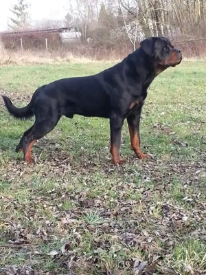 Belgischer Rottweiler Welpen 