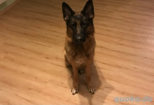 deutscher Schäferhund  Bild 2