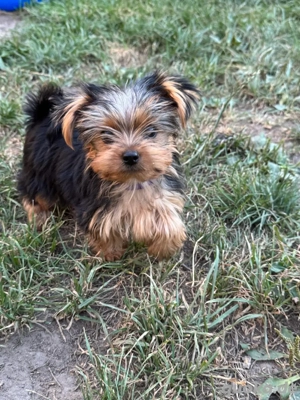 Yorkeshire-Terrier-Welpen