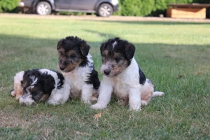 Drahthaar Foxterrier Welpen.