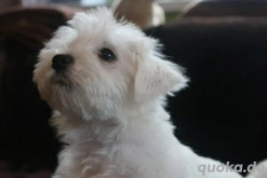 Minidoodle Milly Goldendoodle mal Maltipoo mix Bild 2