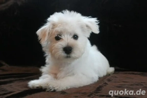 Minidoodle Milly Goldendoodle mal Maltipoo mix Bild 3