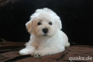 Minidoodle Milly Goldendoodle mal Maltipoo mix