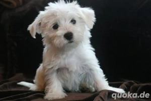 Minidoodle Milly Goldendoodle mal Maltipoo mix Bild 5