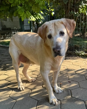 *LUDWIG* Der liebe, anspruchslose Rüde sucht Familie, die ihm zeigt, wie schön das Leben sein kann