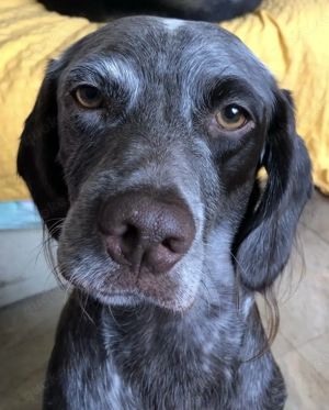 Hallo Liebhaber liebesbedürftiger Jagdhundmixe!