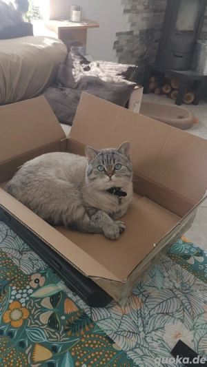 BKH Deckkater  Bild 10