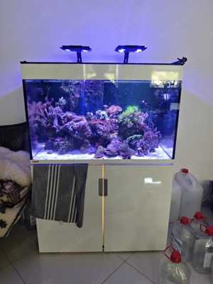 Meerwasser Aquarium komplett