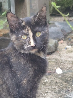 Verspieltes und quirliges Maine Coon Mix Kitten sucht neues Zuhause 