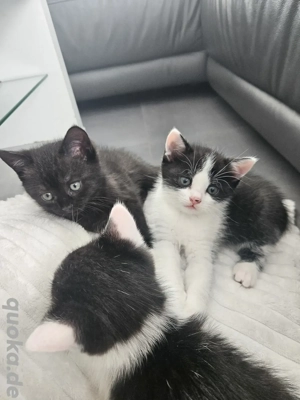 Süße Britisch Kurzhaar Mix Kitten abgabebereit