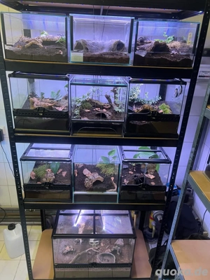 Vogelspinnen bestandsverkleinerung  Bild 3