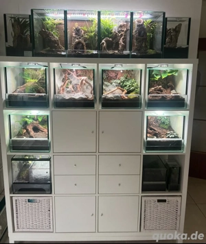 Vogelspinnen bestandsverkleinerung 