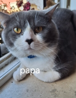 Britisch kurzhaar Kitten  Bild 2