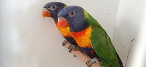 Gebirgslori   weiblich