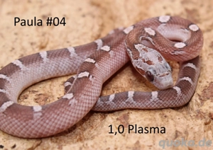 Kornnatter NZ 2025 Lavender+Bloodred 