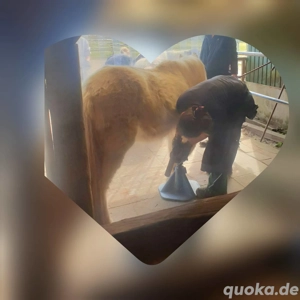 Hufpflege, Barhufbearbeitung, Ausschneiden