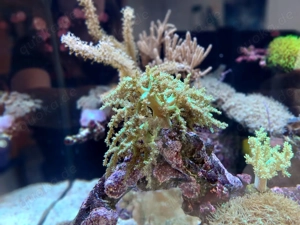 Koralle Weichkoralle Sinularia grün fluoreszierend zu verschenken