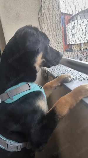 Schöner Labrador Schäferhund mix 