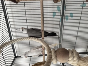 Nymphensittich paar abzugeben 