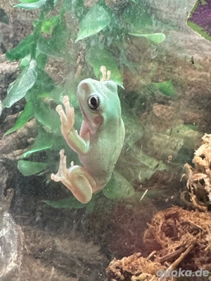 Korallenfinger Laubfrosch 