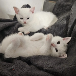 Kitten Katze suchen ein neues Zuhause  Bild 2