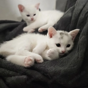 Kitten Katze suchen ein neues Zuhause 