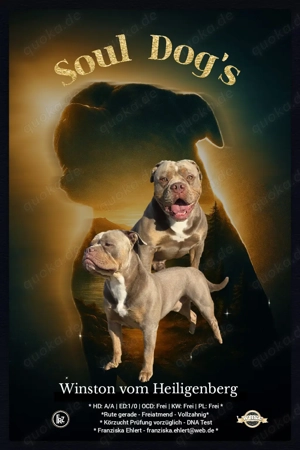 Old English Bulldog Deckrüde   OEB