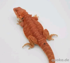 roter Monster-Bartagame nur für regionalen Versand