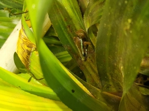 Epipedobates anthonyi 1.0.2