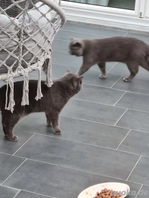 2 bkh suchen neue  zu  hause 