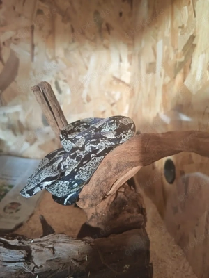 Boa Constrictor   Weiblich, IMG 66 % het Sharp, 1 Jahr