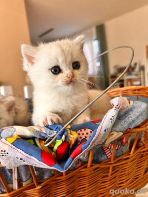 Kitten mit Stammbaum und gen test