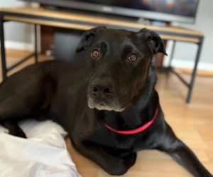 Yoshi sucht ein liebevolles Zuhause dringend!  