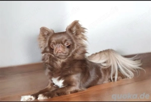 Chihuahua Deckrüde Langhaar Bild 2