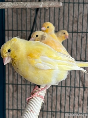 gelbe Kanarienvögel Bild 4