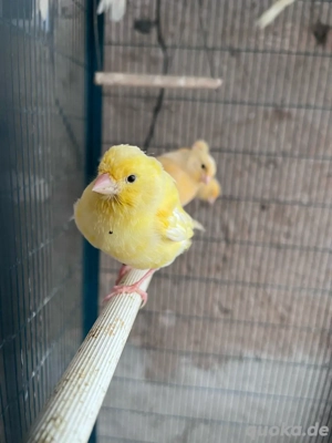 gelbe Kanarienvögel Bild 3