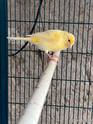 gelbe Kanarienvögel Bild 5