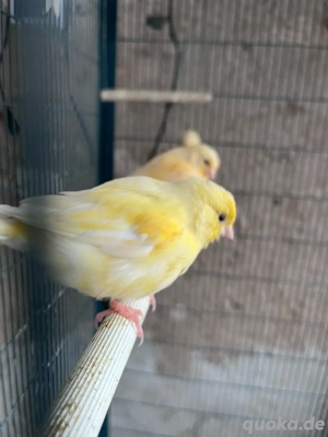 gelbe Kanarienvögel Bild 2