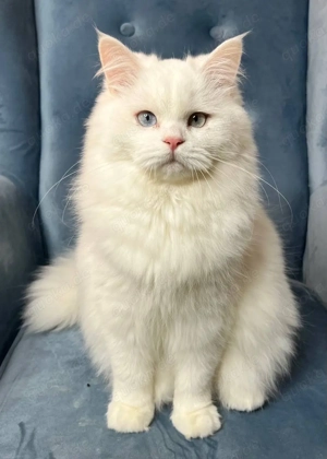 Scottish Straight Mädchen 