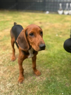 Brackenmix Jagdhund-Welpe   geimpft, gechipt & entwurmt