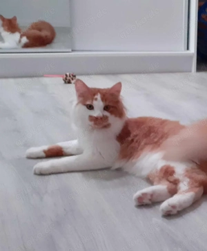 Maine Coon Mischling 2,5 Hahre abzugeben 