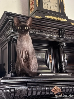 Yaro sucht ein liebevolles Zuhause