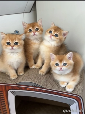 BKH kitten black golden shaded