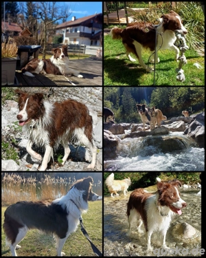 Border-collie Deckrüde