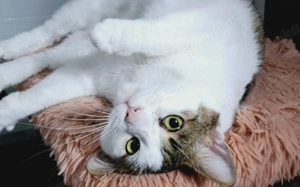 Liebevoller Giovanni sucht sein neues Zuhause!  	 Bild 3