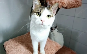 Liebevoller Giovanni sucht sein neues Zuhause!  	 Bild 2