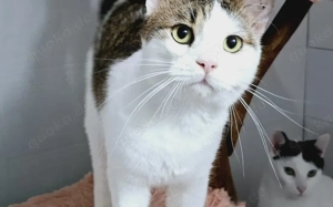 Liebevoller Giovanni sucht sein neues Zuhause!  	 Bild 4