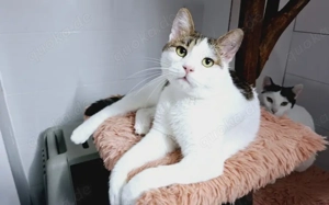 Liebevoller Giovanni sucht sein neues Zuhause!  	 Bild 5