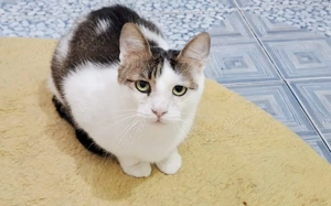 Liebevoller Giovanni sucht sein neues Zuhause!  	 Bild 6